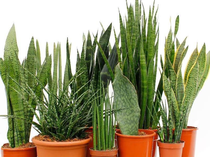 сансевиерия
