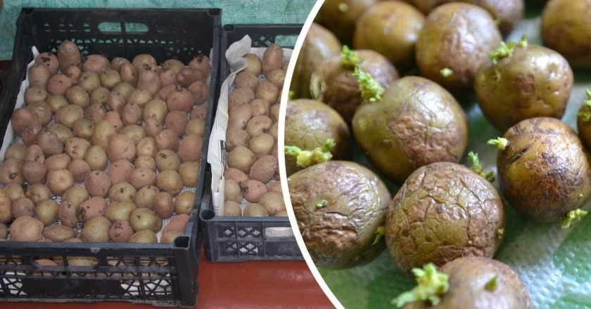 пророщенный картофель