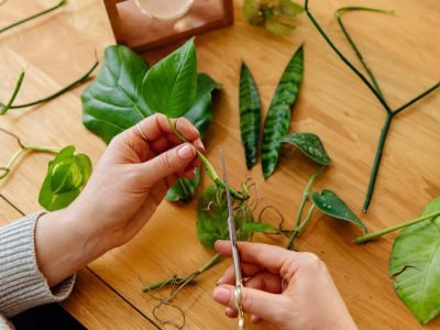 Размножение комнатных растений: 3 самых популярных метода