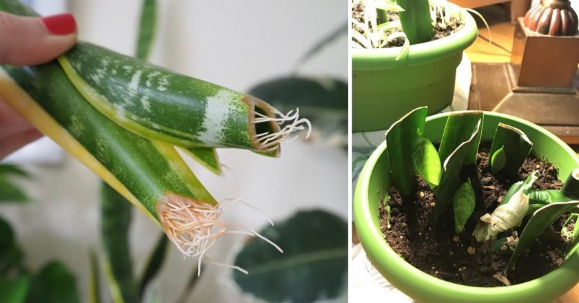 Размножение сансевиерии