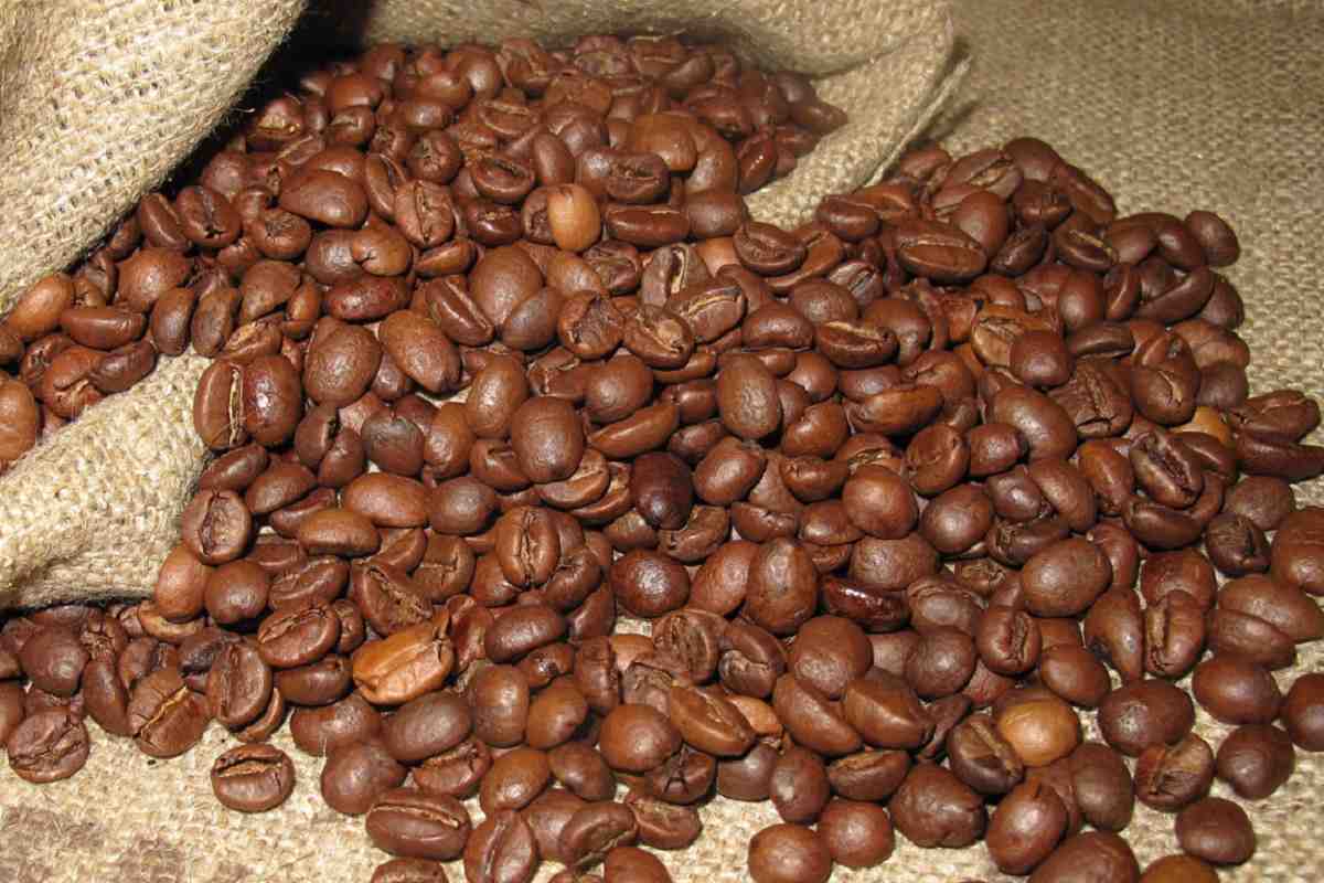 Сорта и разновидности кофе