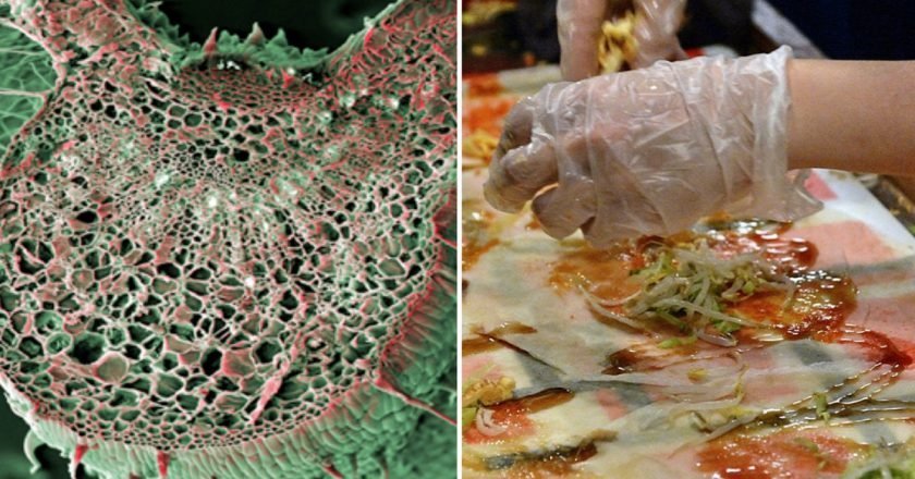 реакции растений