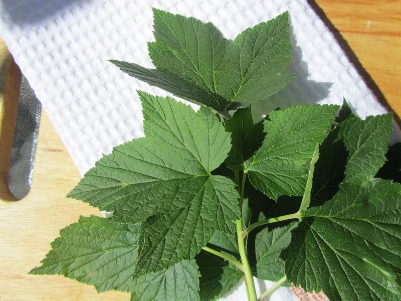 дренажный напиток