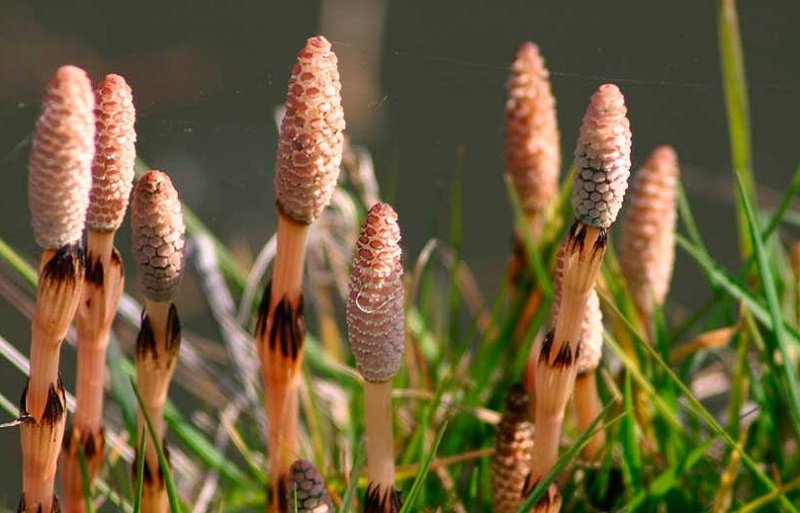 диетический напиток