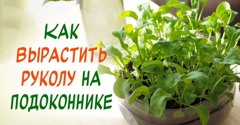 рукола на подоконнике