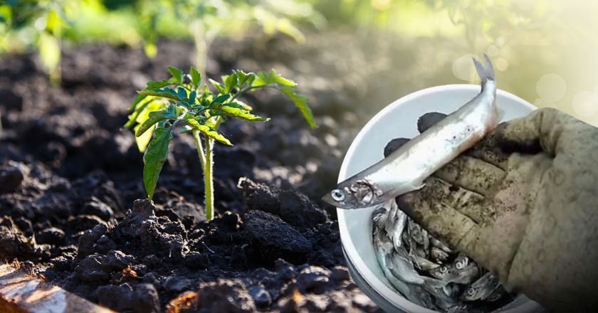 рыбные отходы как удобрение