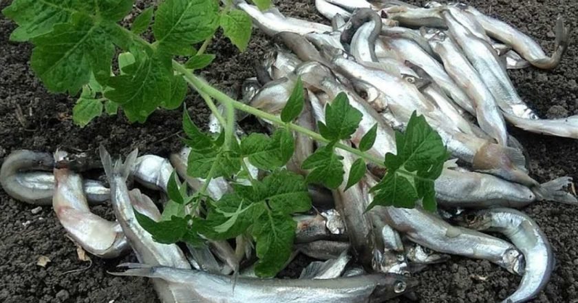 польза рыбных удобрений