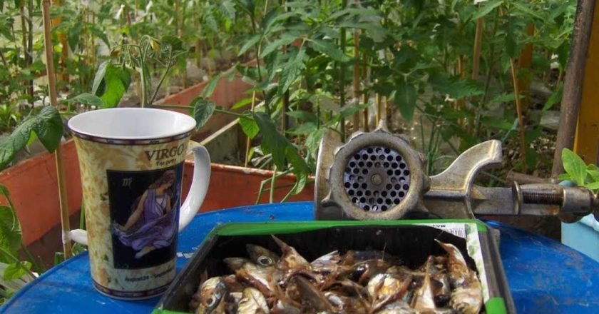 как сделать удобрение из рыбы