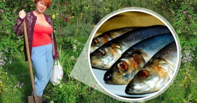 Как использовать рыбные отходы: цветы будут в восторге