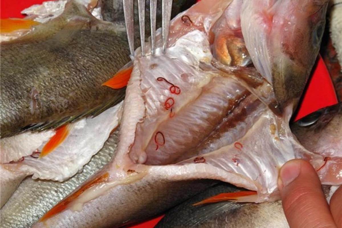 Почему рыбы опасны для человека