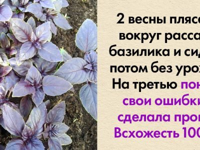 Садим базилик на даче: нюансы выращивания