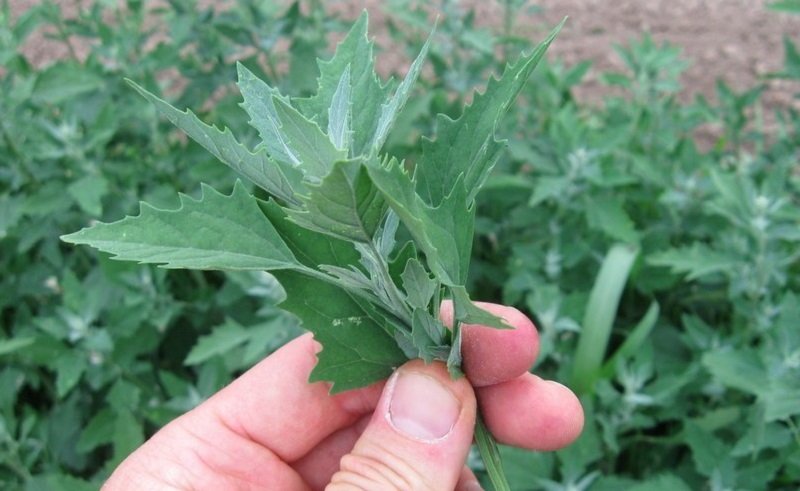 что приготовить из лебеды