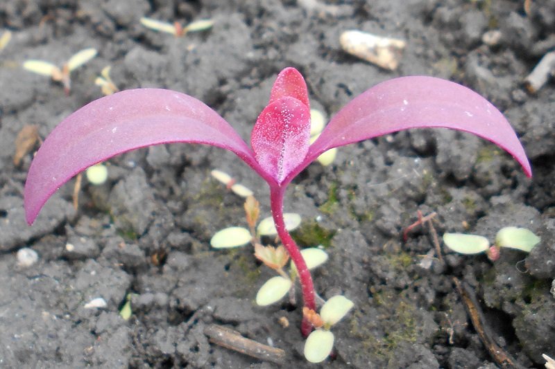 листья лебеды