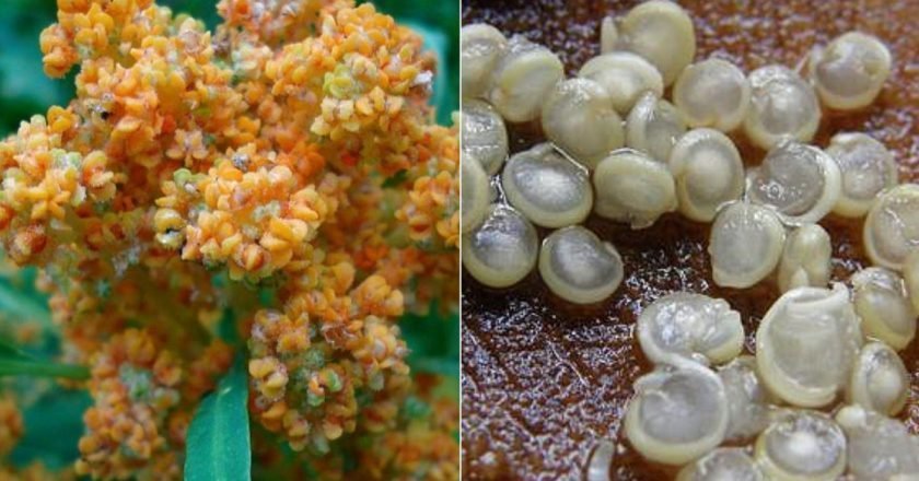 садовая лебеда