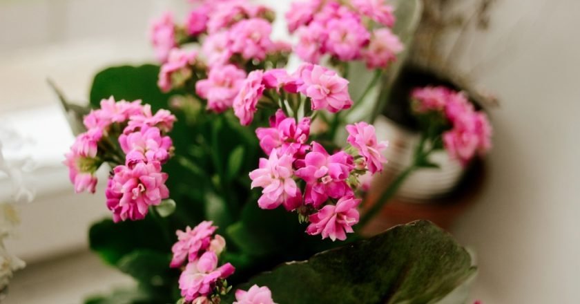 сахарная подкормка для цветов