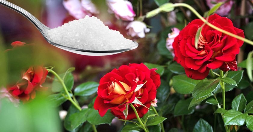 сахарная подкормка для цветов