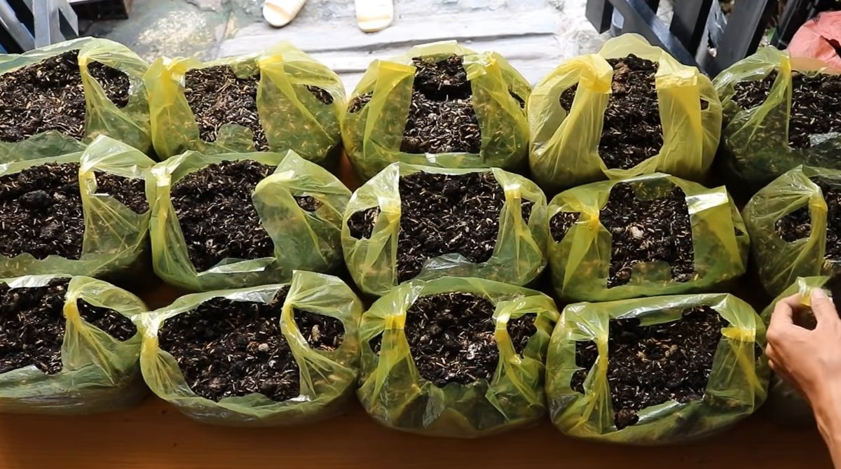 подготовленные пакеты с землей для салата