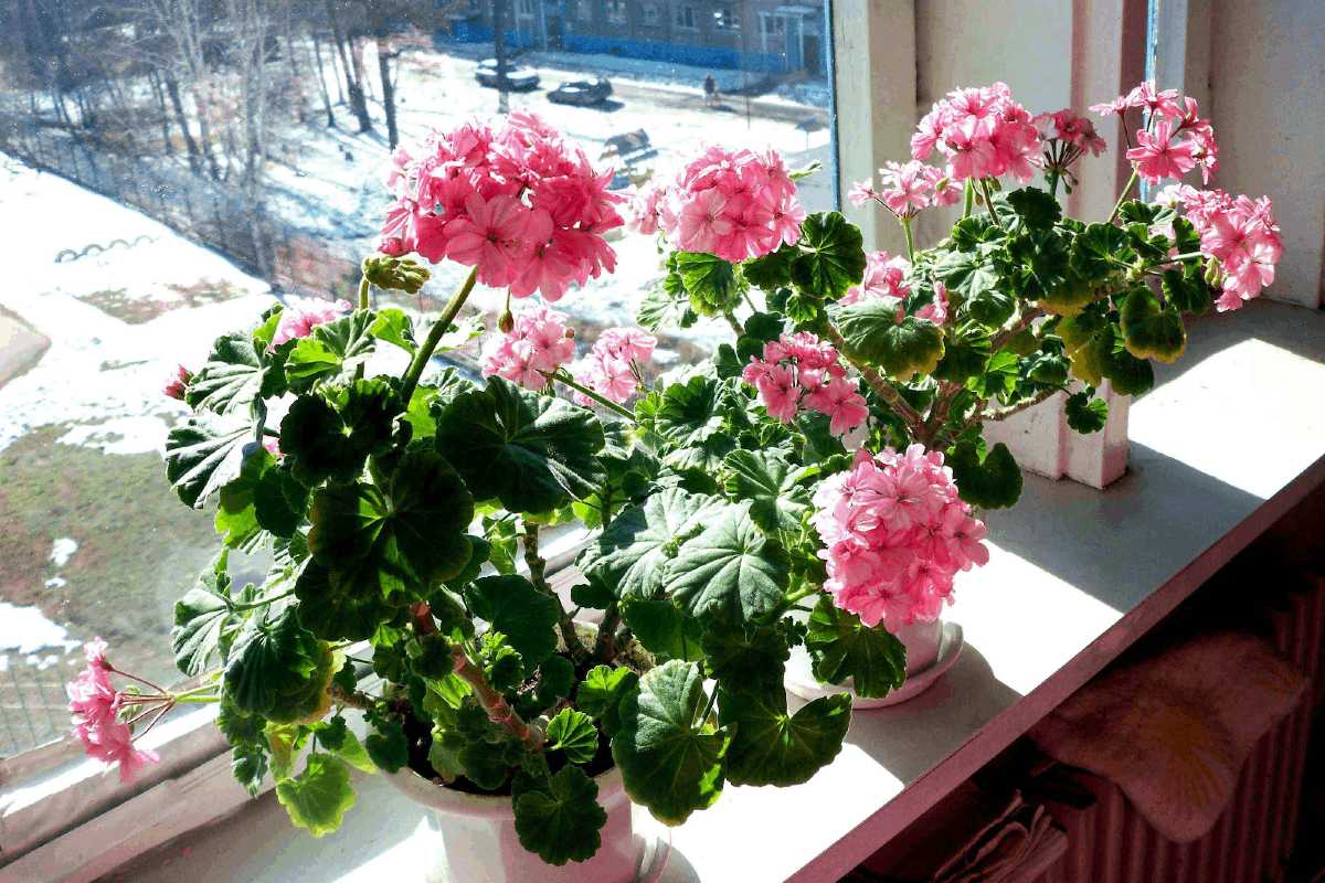 цветущая герань