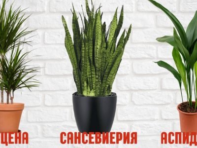 Самые неприхотливые комнатные растения