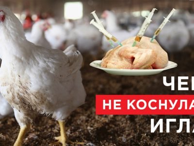 Самые полезные части курицы