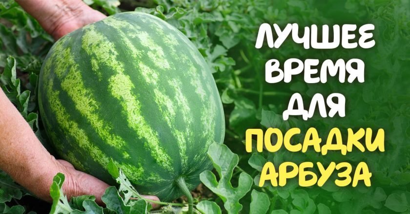 сажать арбуз на рассаду