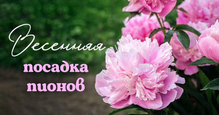 Как сажать пионы весной: советы дачника сажать пионы весной