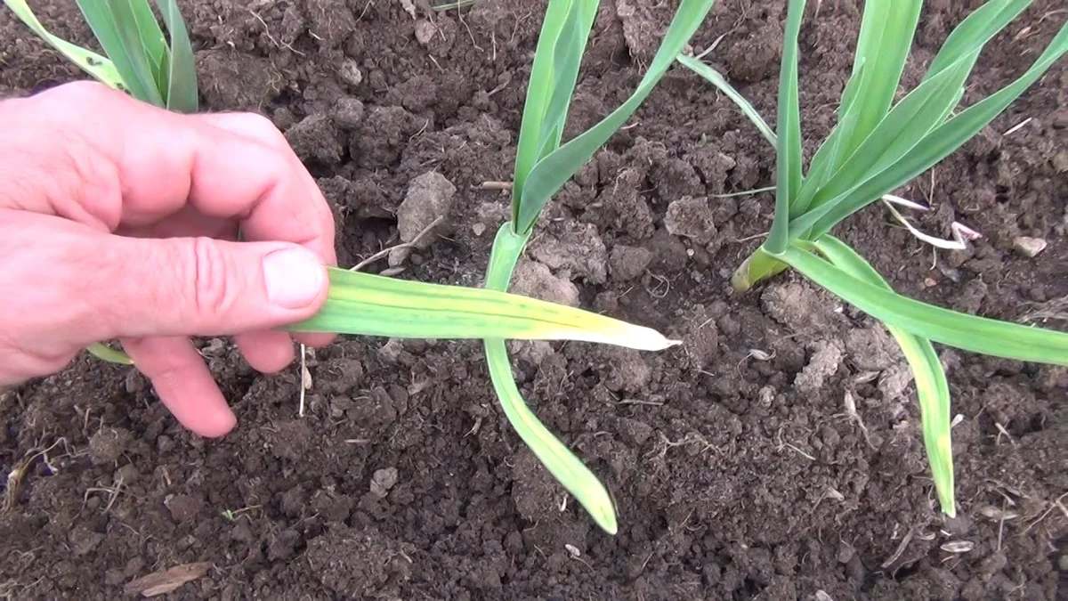 баклажаны на сковороде