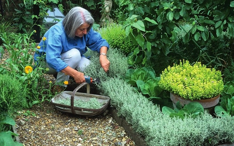 посадка трав для бордюра