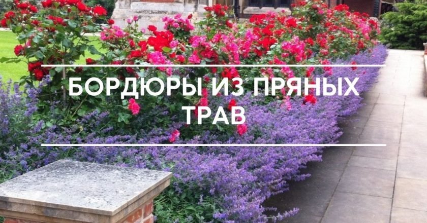 бордюр из трав