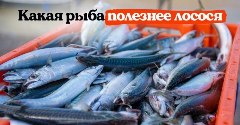 селедка и скумбрия