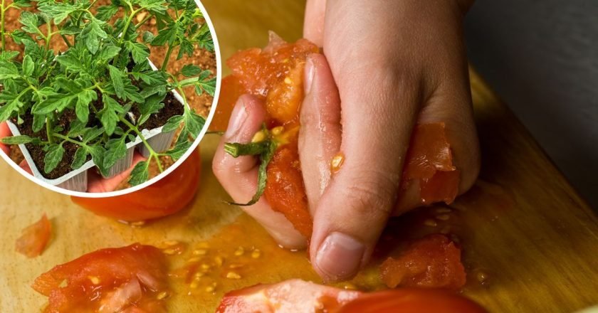 Как правильно собирать семена собственных томатов