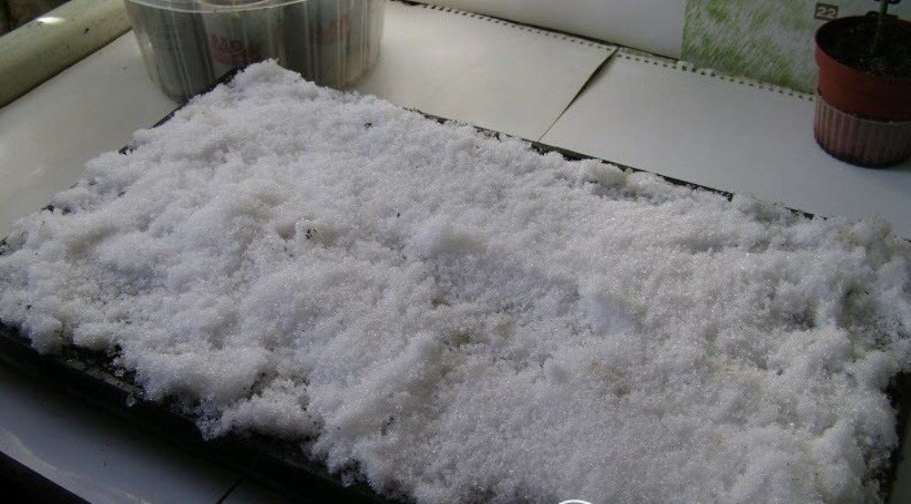 семена помидоров