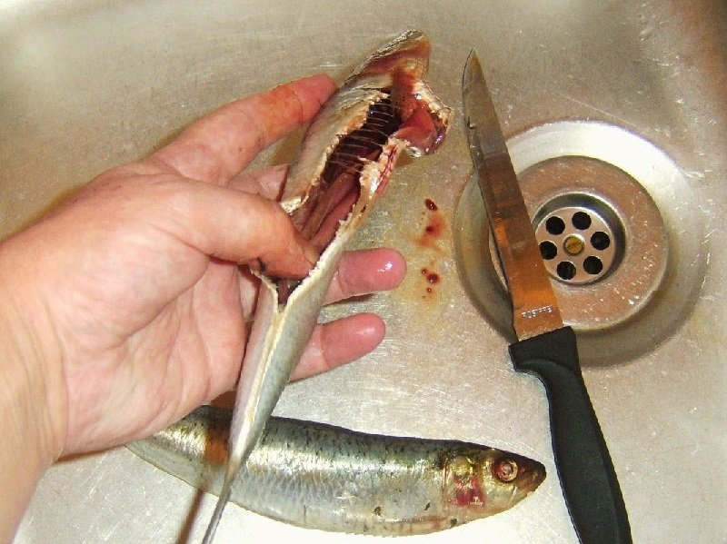 сардины польза