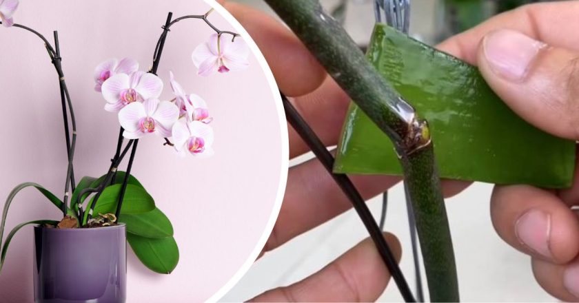 сломался цветонос орхидеи