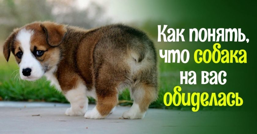 как понять обиделась ли собака