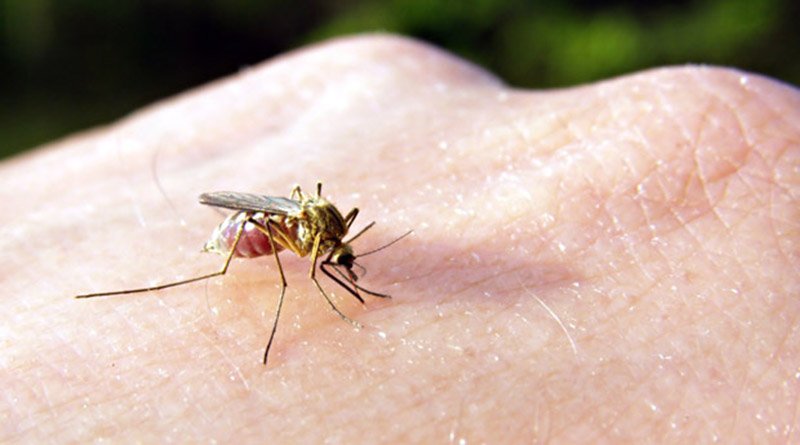 укус комара