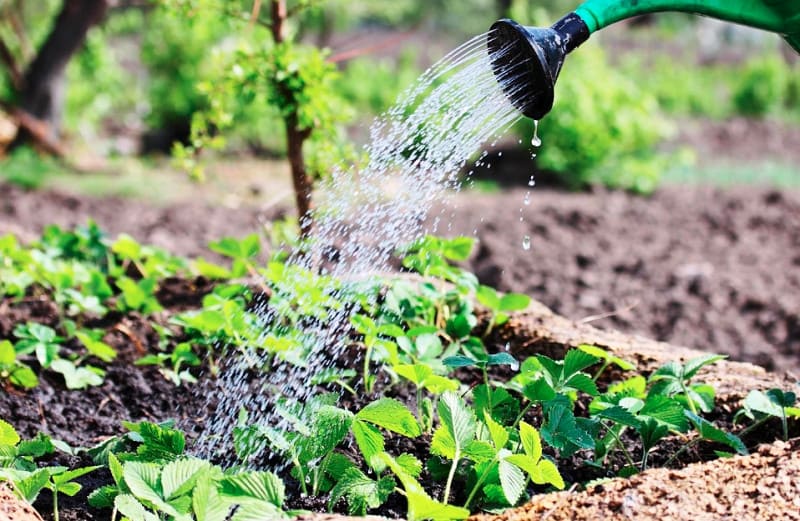 удобрение для клубники