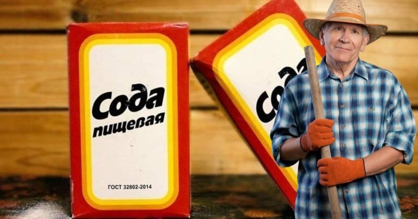 сода в огороде