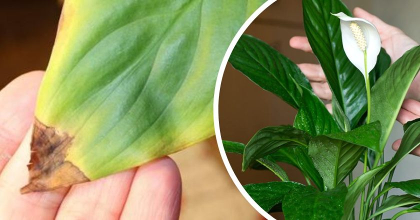 сохнут кончики листьев