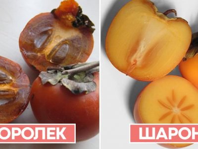 Сорта хурмы