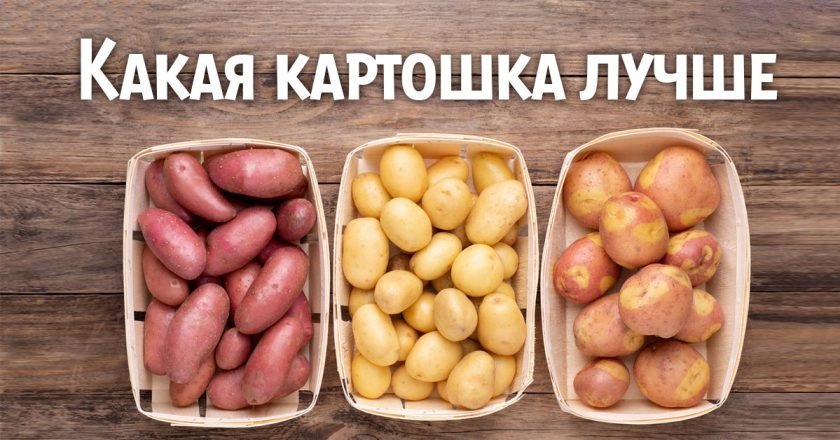 сорта картофеля
