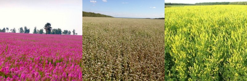 медоносные растения