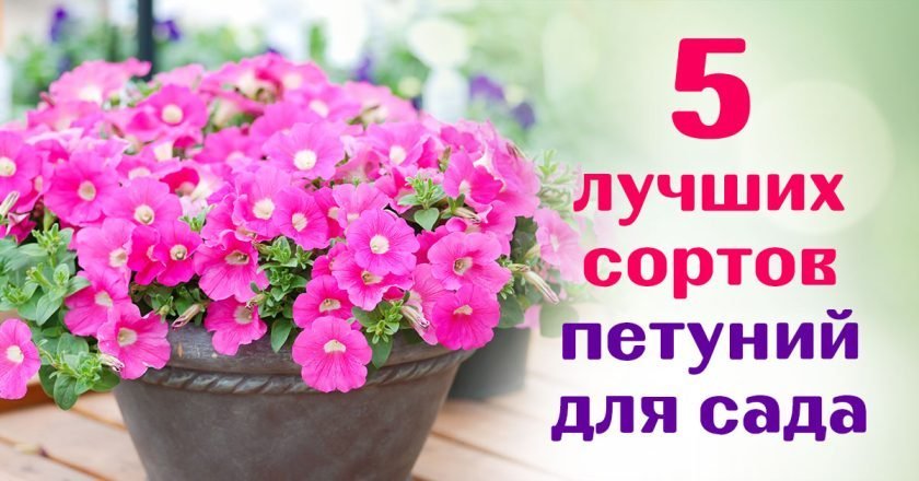 сорта петунии для подвесных кашпо