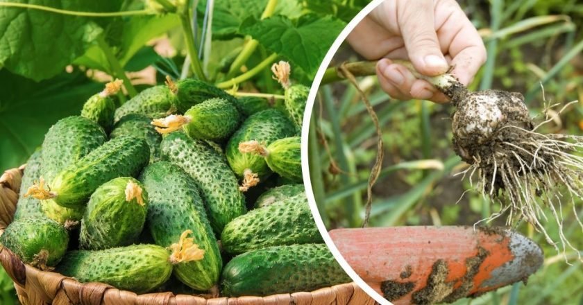 соседи для огурцов