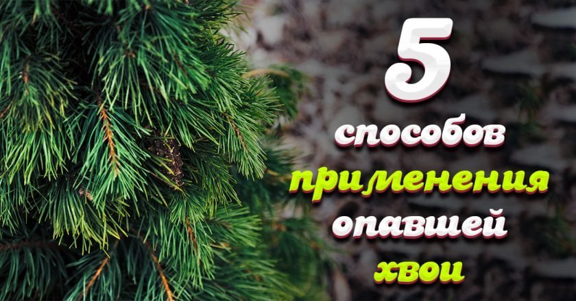 Как можно использовать сосновые иголки: 5 вариантов - Со Вкусом