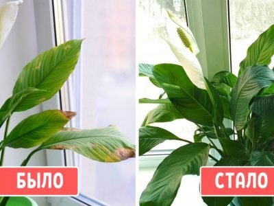 Капризный спатифиллум: уход и правильная пересадка