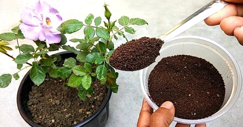 спитой чай для почвы