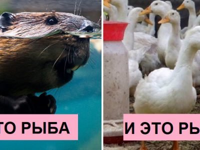 Средневековая еда