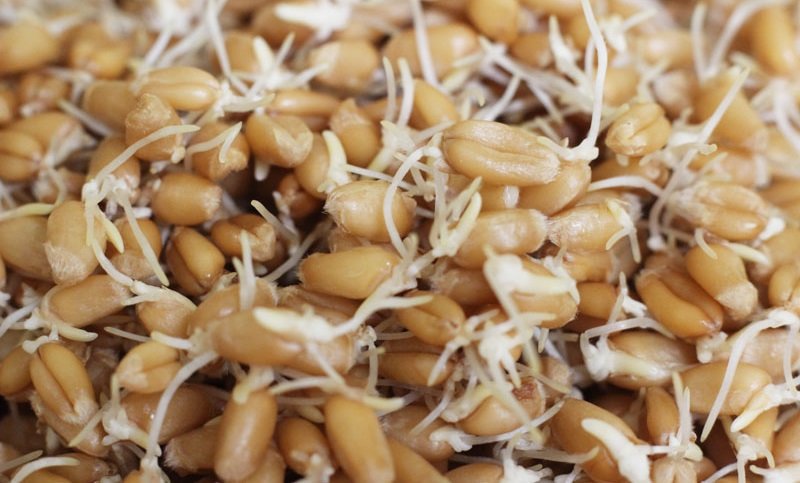 пророщенная пшеница