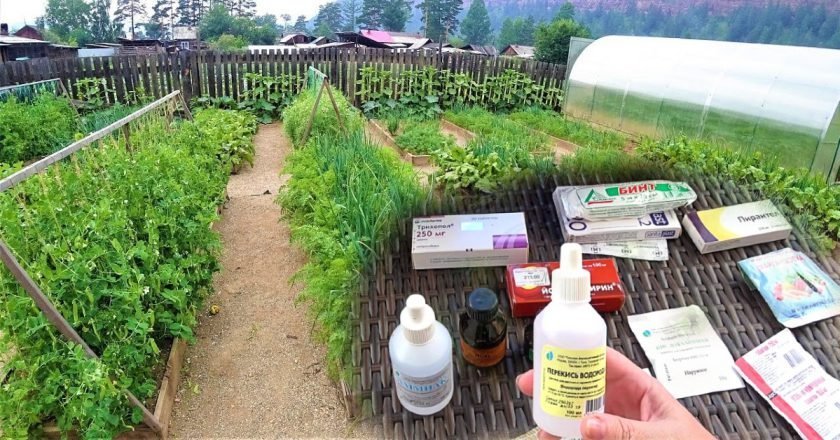 как лечить растения